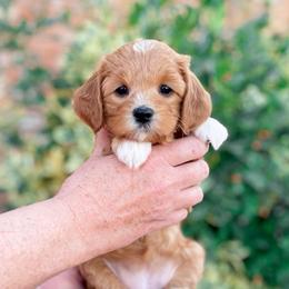 Hattie - Red female Cavapoo puppy in Murray, Utah from Good Looking Dogs