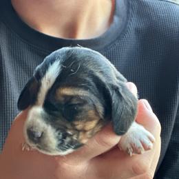 Male 4 - Black brown and white male Basset Hound puppy in Lindley, New York from Hill Top Basset Hounds & Cane Corso
