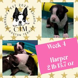 Blossom - Black and white female Boston Terrier puppy in Jupiter, Florida from CJM Boston and Boxer Puppies