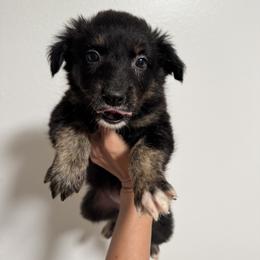 Australian Shepherd and Miniature American Shepherd Puppies from Autumn Fall Aussies