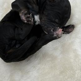 Phantom Boy 3 - Phantom male Bernedoodle puppy in Montverde, Florida from Central Florida Bernedoodles