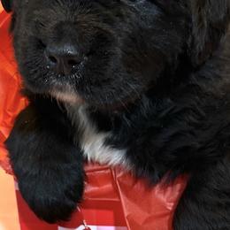 Boy 5 - ACK Registered Neon Yellow - Black male Newfoundland puppy in Marshall, Missouri from Majestic Gentle Giants