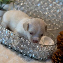 Raven - Cream female Chihuahua puppy in Seneca, Missouri from Stephanie’s Puppy Colony