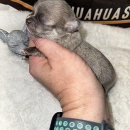 Stabler - Blue brindled fawn male Chihuahua puppy in Palmyra, Indiana from Country Star Chihuahuas