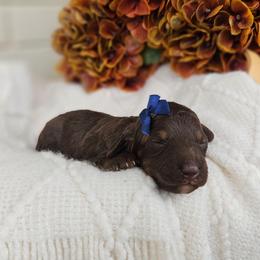 Girl 2 - Phantom female Bernedoodle puppy in Russell Springs, Kentucky from 270 Doodles