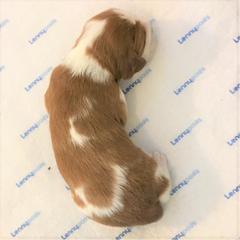 Welsh Springer Spaniel Puppies from Statesman Welsh Springer Spaniels