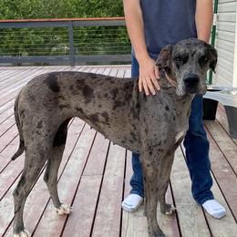 Luna - Great Dane