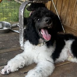 Gandalf       Gray - Parti male Poodle puppy in Copperas Cove, Texas from Lollipop R Poodles