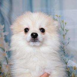 Elsie-1600-toy - White female Pomsky puppy in Spring Hill, Florida from www.PuppyTimeEmporium.com
