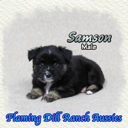 Samson - Black tri male Miniature Australian Shepherd puppy in Forestburg, Texas from Flaming Dill Ranch Aussies