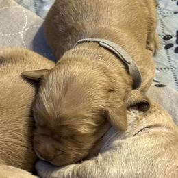 Gray collar - Dark golden male Golden Retriever puppy in Indianapolis, Indiana from ZuGolden Retrievers & Doodles