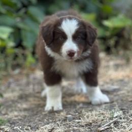 Atticus - White and red male Border Collie puppy in North Lakeport, California from Wild Rose Ranch