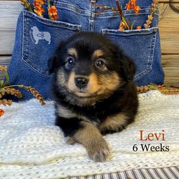 Levi - Black tri male Miniature Australian Shepherd puppy in El Dorado Springs, Missouri from OR Aussies