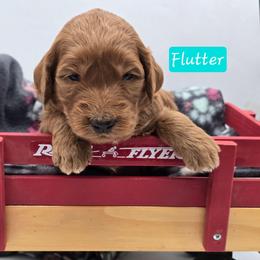 Flutter - Red  female Goldendoodle puppy in Neillsville, Wisconsin from Granton Creek