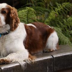 Welsh Springer Spaniel All Grown Up from Welshwood Welsh Springer Spaniels
