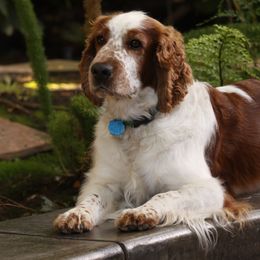 Welsh Springer Spaniel All Grown Up from Welshwood Welsh Springer Spaniels