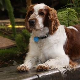 Welsh Springer Spaniel All Grown Up from Welshwood Welsh Springer Spaniels
