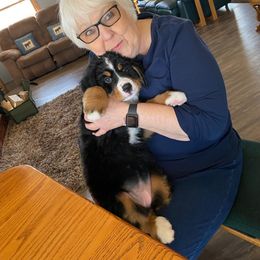 Bernese Mountain Dog Puppies from Lonesome Pine Farm