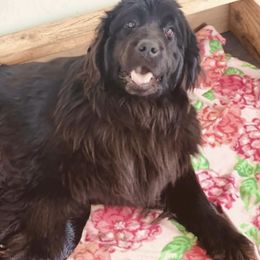 Duchess - Newfoundland