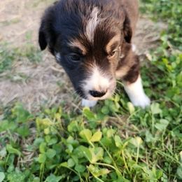 Estrella - Black and white female Border Collie puppy in New Oxford, Pennsylvania from The Weekend Farm