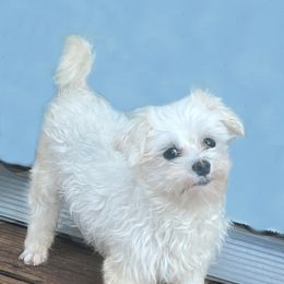 Poppy - Maltese
