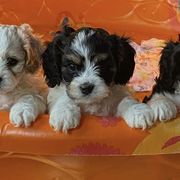 Cavachons and Cavalier King Charles Spaniels from Terrie’s Cavalier’s