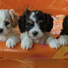 Cavachons and Cavalier King Charles Spaniels from Terrie’s Cavalier’s