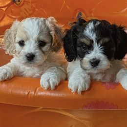 Cavachons and Cavalier King Charles Spaniels from Terrie’s Cavalier’s