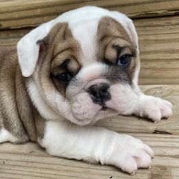 Bulldogs from Mel’s Puppy Paw