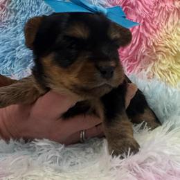 Teal boy - Blue and gold male Yorkshire Terrier puppy in Milton, Florida from Sassenach Yorkie Kennels