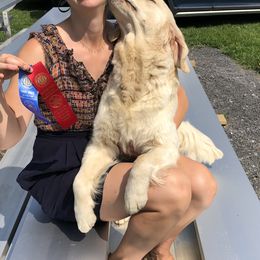 Golden Retrievers from Kernow Goldens