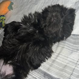 Shih Tzu Puppies from Lavender Lane Tzus