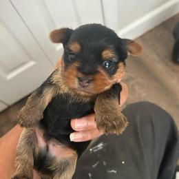 Male 2 - Black and tan male Yorkshire Terrier puppy in Kissimmee, Florida from Bebe AKC Puppies