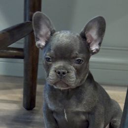 French Bulldogs from Luna Blue French Bulldog of Ohio
