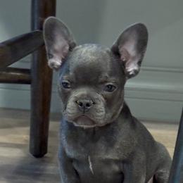 French Bulldogs from Luna Blue French Bulldog of Ohio