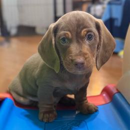 Dodger - Dapple male Dachshund puppy in Lakeland, Florida from Ruthie’s Rich Mini Dachshunds