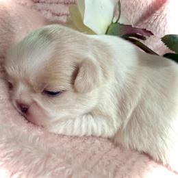Buttercup - Lemon and white female Japanese Chin puppy in Davisville, Missouri from Uniquely Yours, Shelly’s Japanese Chins