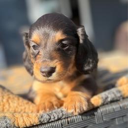 Blue Collar Longhair - Black and tan male Dachshund puppy in Cottonwood, California from Circle C Farm