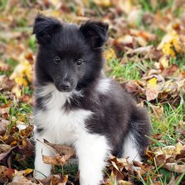 Rottweiler and Toy Shetland Sheepdog Puppies from Mountain High Kennels