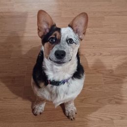 American Corgis, Australian Cattle Dogs, Companion Crosses, and Pembroke Welsh Corgis from Sweet & Salty Cowdogs