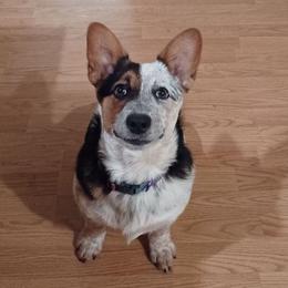 American Corgis, Australian Cattle Dogs, Companion Crosses, and Pembroke Welsh Corgis from Sweet & Salty Cowdogs