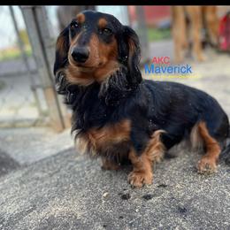 Maverick - Dachshund