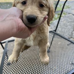 Golden Retriever Puppies from Renko Kennel