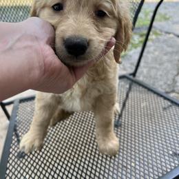 Golden Retriever Puppies from Renko Kennel