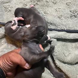 Italian Greyhound Puppies from Fisher Link