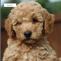 Mary - Apricot female Goldendoodle puppy in Lawton, Oklahoma from Nova's Minidoodles