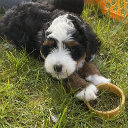 Bernedoodle Puppies from Myt fine doodles