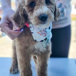 Goldendoodle and Shihpoo Puppies from Stormie's Doodles