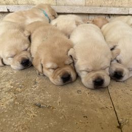 Labrador Retriever Puppies from Pride Rock Labradors