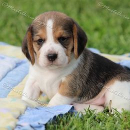 Beagle and Boston Terrier Puppies from Marti Acres ~ Boston Terrier & Beagles